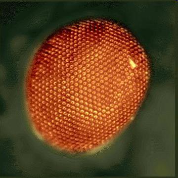 100 mikrometara source: CERN