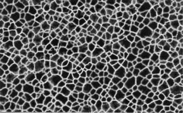 Porous silicon (PSi) Human cell on