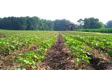 Sustainable Agriculture Sustainable agriculture is: profitable,