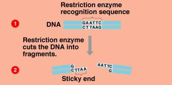 2. Restriction enzymes cut DNA into fragments Restriction Enzymes act as molecular scissors that cut DNA