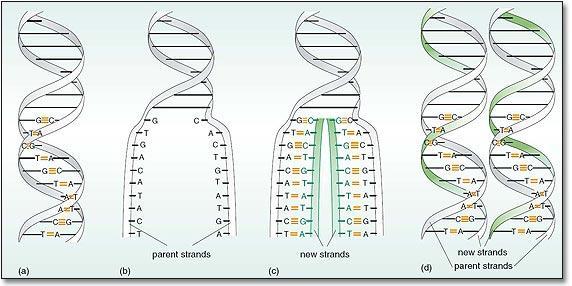 DNA Replication = copying 1 DNA molecule into 2 identical DNA molecules Helicase = enzyme that unzips (breaks H Bonds) the strands of DNA.