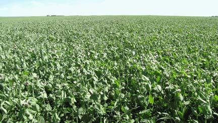 Photos: Saskatchewan Agriculture Cover Crops and Intercrops Cover crops are typically planted to protect soil from wind or water erosion, to minimize soil nutrient loss from leaching, provide organic