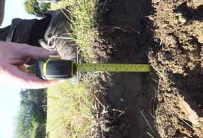 Figure 7: 10 tonnes/acre FYM was applied prior to ploughing Figure 8: Ploughing depth should be less than 15cm Organic seeding method and rate In the organic demonstration, the seed was sown using an