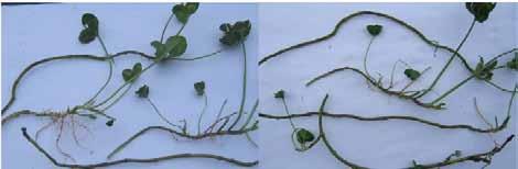 Some management pointers As white clover needs light to survive the winter, keeping swards well grazed in late autumn and spring makes a big difference to clover survival and productivity during the