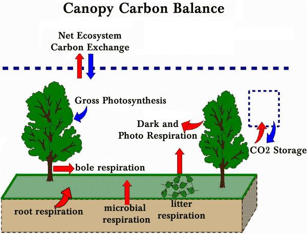 Carbon, Part 3, Net Ecosystem Production Carbon Balance of Ecosystems NEP,NPP, GPP Seasonal Dynamics of