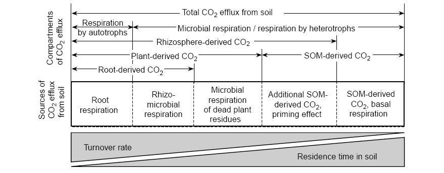 The Ratio between Plant Respiration and Photosynthesis is Constant: Regardless of Plant Size, Treatment etc