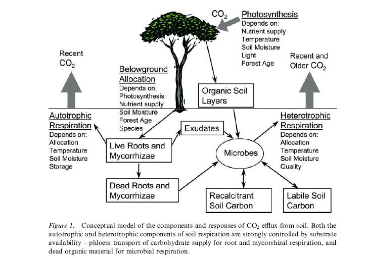 Carbon Cycle: Above and Below