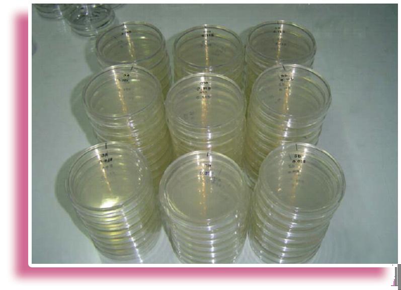 immediately after the agar surface has dried completely. If necessary, dry the surface of agar in a laminar flow chamber under UV light, but avoid excessive drying.