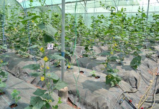 YIELD RESPONSE OF CUCUMBER TO SHADING PERCENTAGE OF SHADE NET was worked out and recorded.