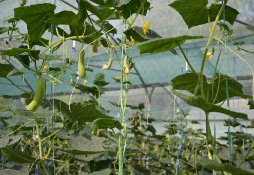 Length of vine at last harvest: The length of main shoot of vine was measured from collar of stem upto growing tip with the help of steel scale for tagged plants at last harvest and average length of