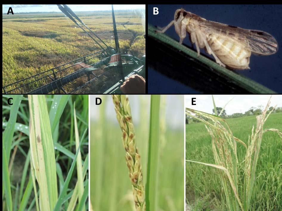 Figure 1. The rice delphacid and hoja blanca disease: a new threat to Texas rice production.