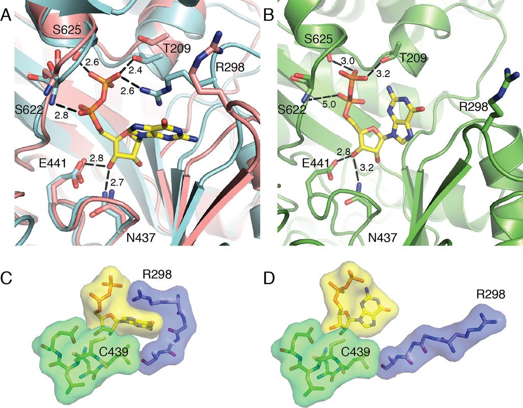 Figure 4. Local movements stabilize substrate binding to the active site of a 2. (A) GDP/TTP-bound structure (this work, cyan) is overlaid with substrate free a 2 (PDB ID: 3R1R, pink).