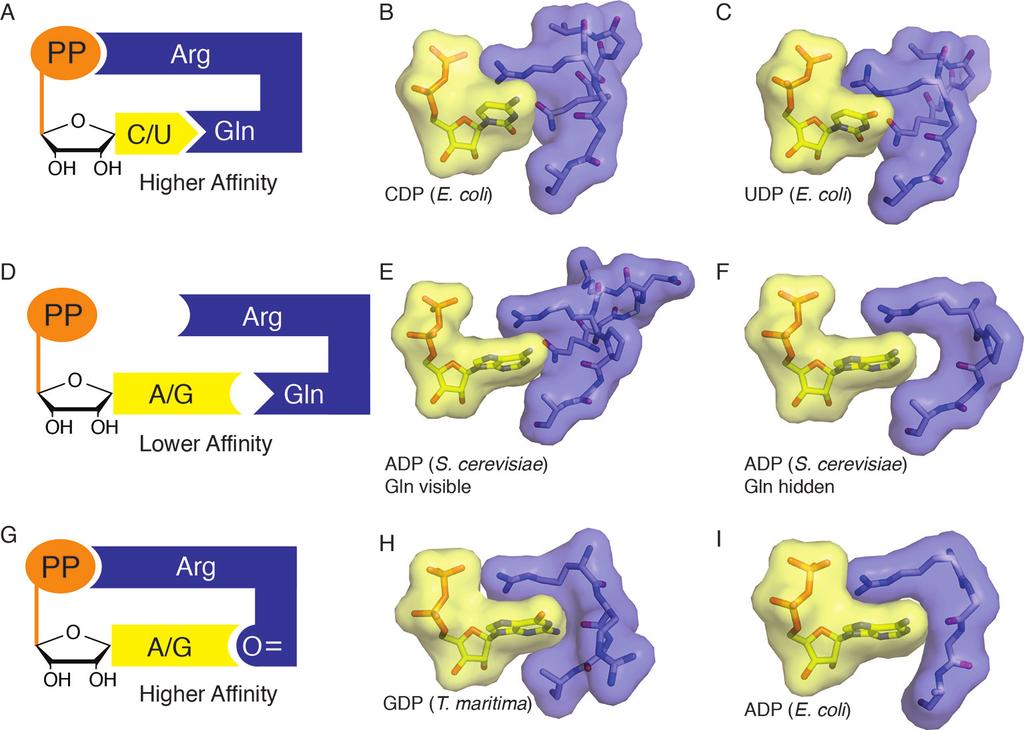 Figure 10. Snapshots of higher and lower affinity substrate-bound states of RNR. (A) Cartoon of a high-affinity complex for CDP/UDP bound to RNR. (B) Packing of active site in E.