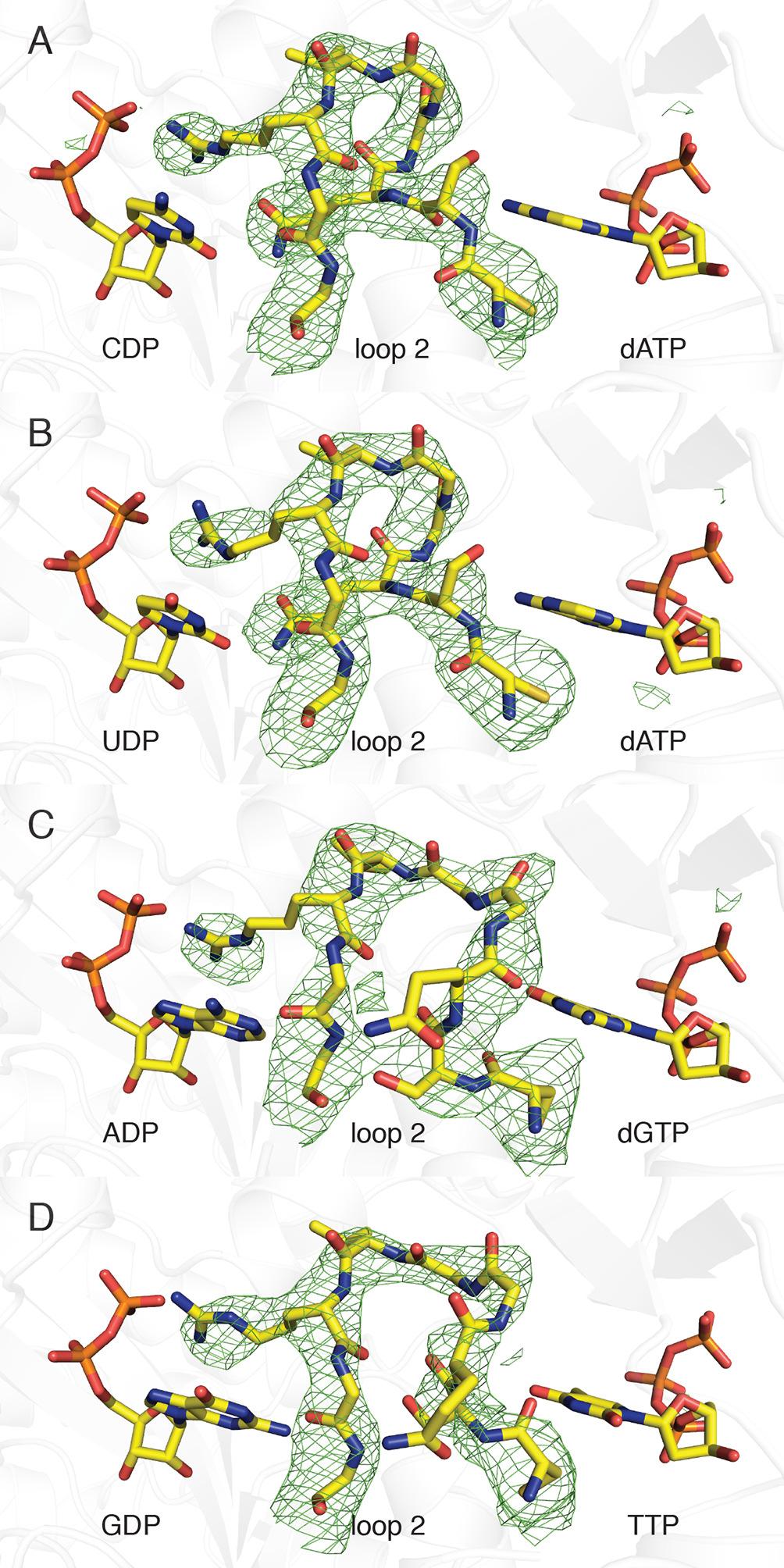 Figure 2. Composite omit electron density confirms that loop 2 is ordered in our E. coli class Ia RNR structures.