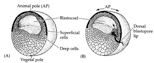 Bio 3411 Fate Mapping the Blastula: 3 Major Spatial Axes Formed by Gradients of Signaling Molecules;