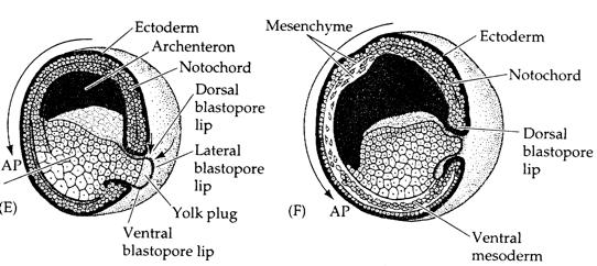 Anterior/Posterior (Spemann Organizer) 19 Gastrulation of the Amphibian Blastula A & B: 20 Gastrulation