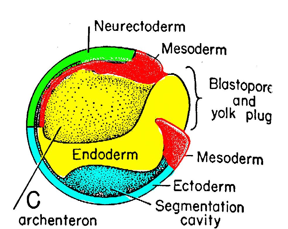 Endoderm and Mesoderm Involute with Gastrulation