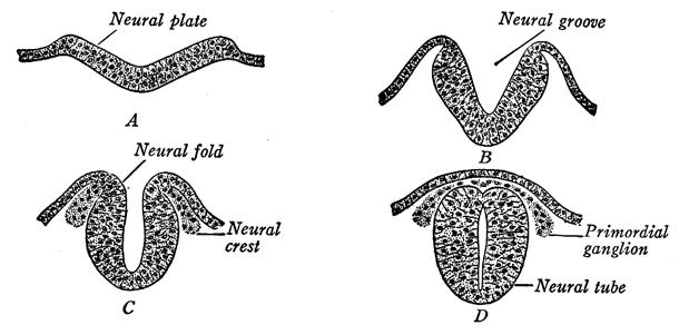 Origin of Floor Plate and Neural Crest Cephalization and Segmentation of the Neural Tube
