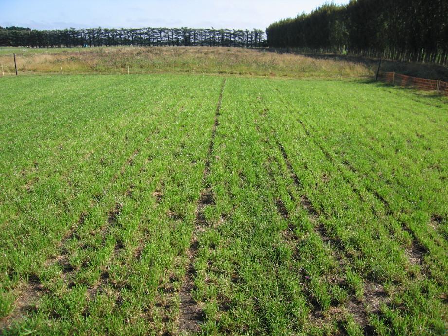 of 25 kg N ha -1 on both occasions. Herbicide was applied eight weeks (Pulsar; 5.0 L ha -1 ) and six weeks (Versatile; 0.7 L ha -1 ) before the experiment began.