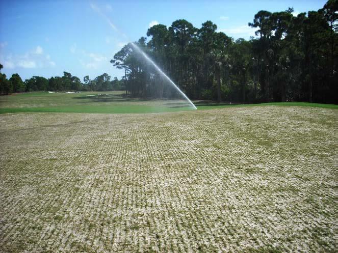 Grow-in Never, ever let the surface dry out after grassing or seeding until rooting has reached 5 cm. Periodically roll to smooth surface and set grass sprigs and seed. Be patient.