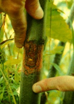 Chestnut Blight An introduced species takes its toll in the deciduous forest The American chestnut once comprised 25%