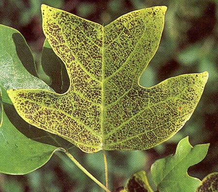Ozone Damage and Tulip poplar 4, 5 Interveinal stippling or speckling on upper surface of leaves Ozone enters plant leaves during gas exchange Interferes with