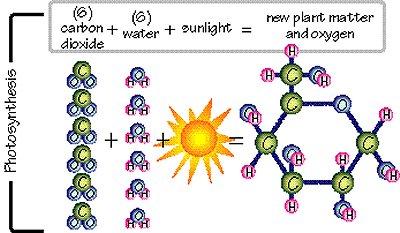 CO 2 + H 2 O + ην C 6 H 12 O 6 + O 2 When plants and trees grow, they store their chemical energy, if we eat a plant the stored chemical energy is passed to us.