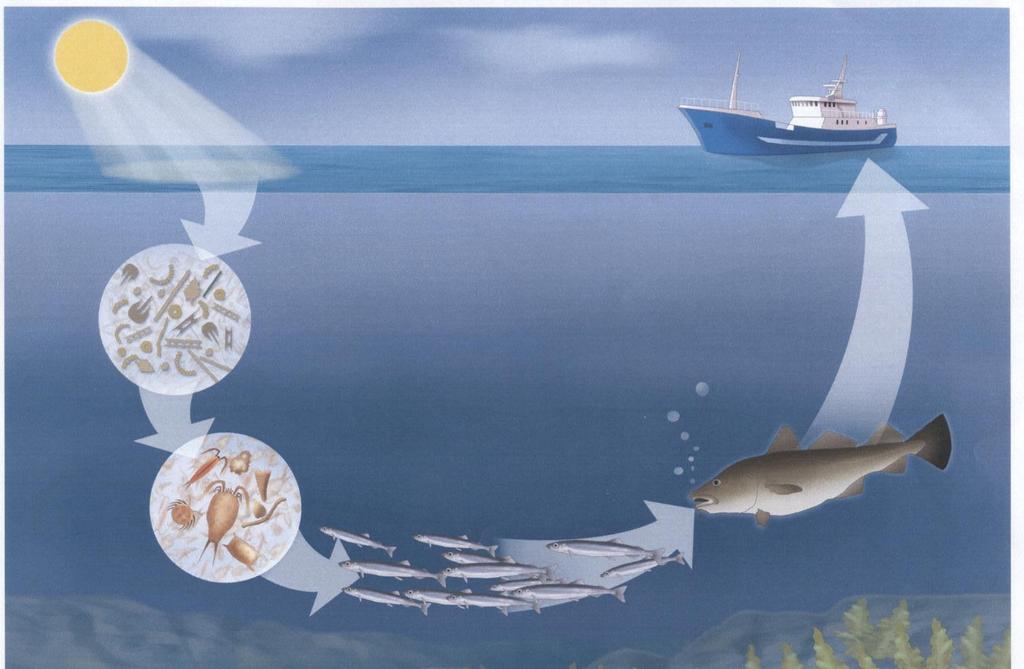 Opportunities in the marine food web A factor of ten in energy loss for each step in the food web Future fisheries Food and feed Fishing lower down in