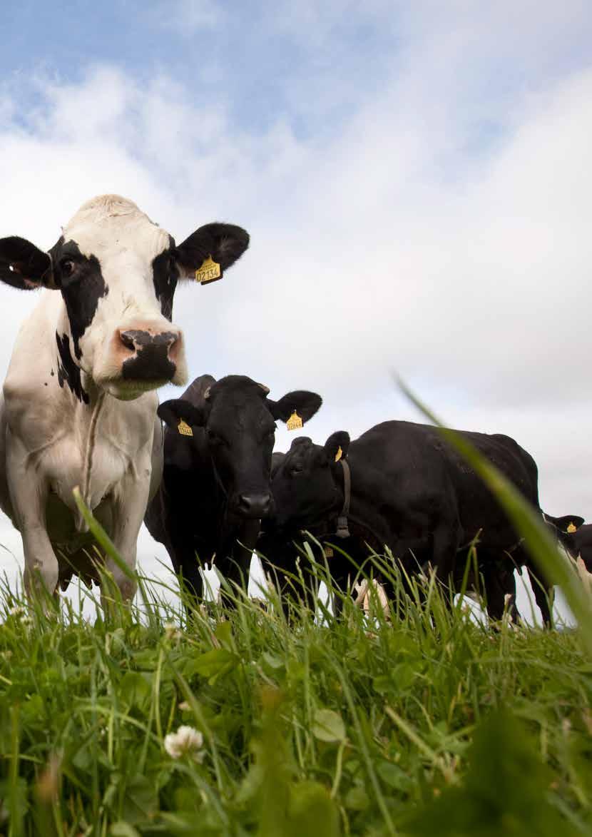HEALTH FIGHT DISEASE ALL THE WAY Diseases are a lurking threat to any dairy herd.