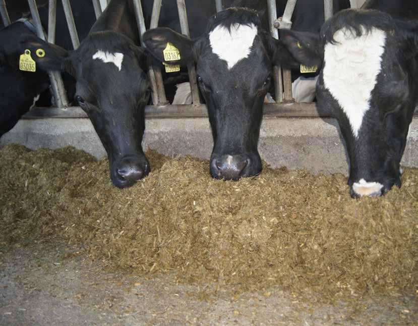 FEED KEEP A CLOSE WATCH ON LIVESTOCK FEED The quality of the feed is sine qua non for success in milk production.