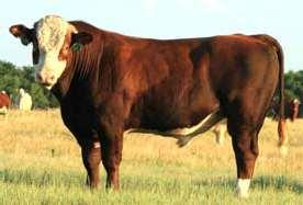 allele with each parent dam bull calf A,A possible sire A,G
