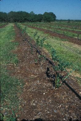 Blueberry irrigation Low-volume irrigation systems are becoming more common