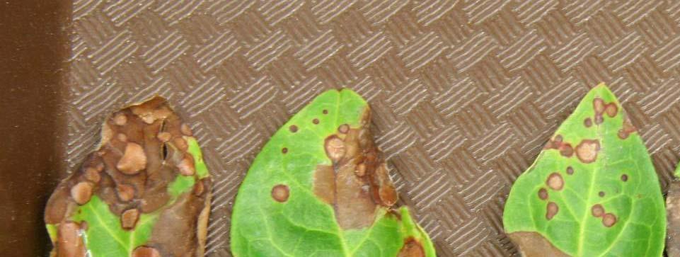 Phyllosticta leaf