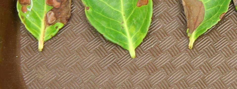 leaf spot aka