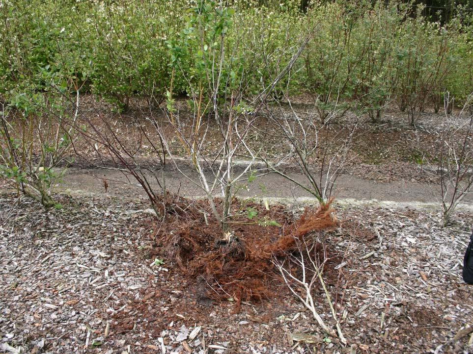 stem blight Severe dieback up top Roots look