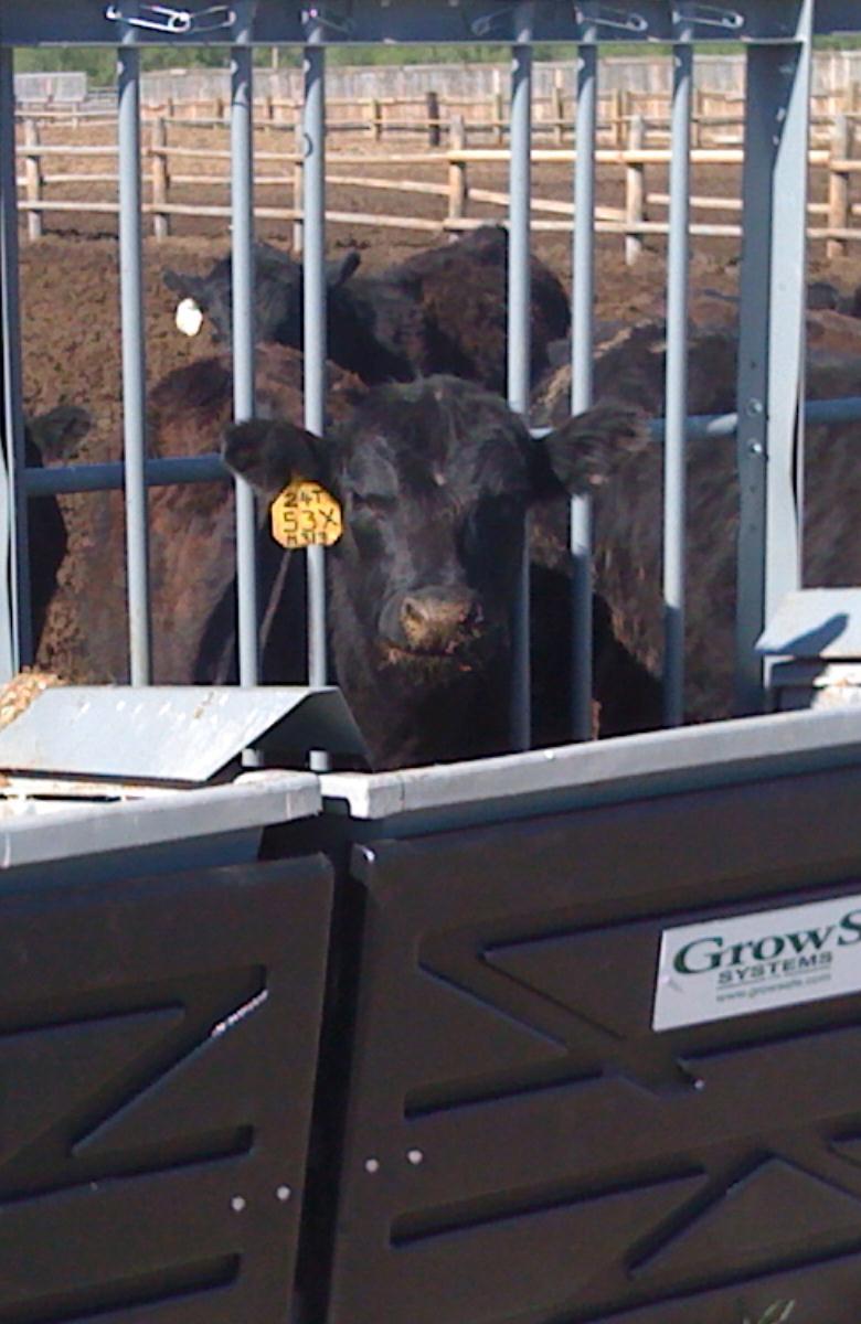 Genetic merit for feed efficiency RFI in finishing composite steers Rex Ranch Study with 508 steers Low RFI High RFI SE No. of steers 152 160 --- RFI, kg/day -0.91 a 0.87 b 0.
