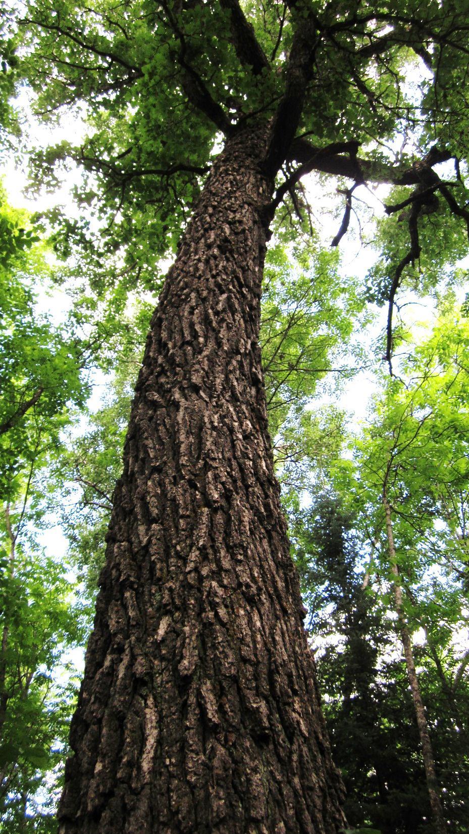 Ranking potential replacement species: This study Ash Management Guidelines for Private Forest Landowners 1. Manchurian ash (not ranked) 2. Swamp white oak (not ranked) 3. American elm (3) 4.