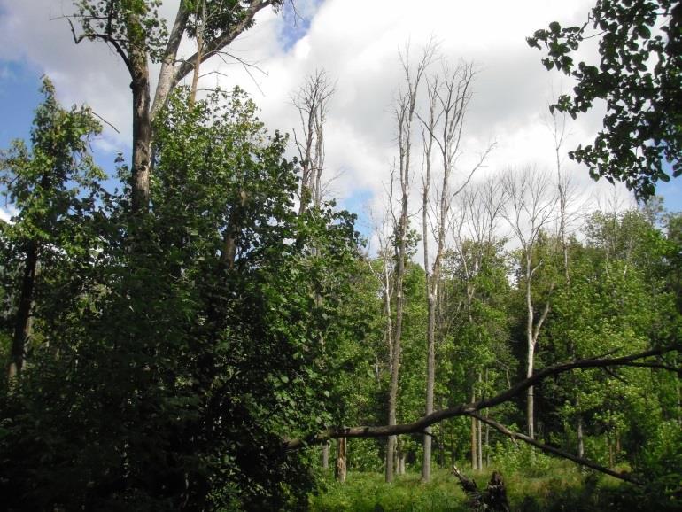 Evaluating the Ecological Impacts of Emerald Ash Borer