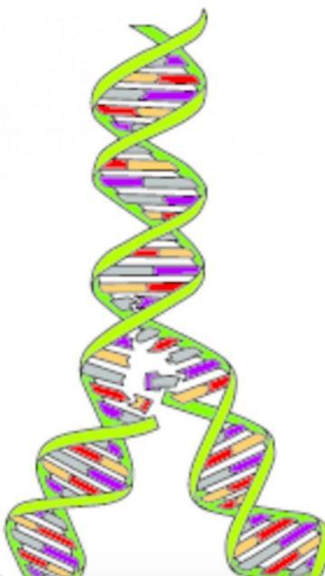 Genetic Disorders When a cell divides, the DNA first needs to be replicated. In some cases, an error in the replication process may occur leading to a mutation or change in the genetic material.
