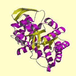 Protein enzymes can adopt multiple shapes by
