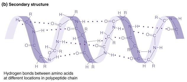Bonds between amino acids can create elaborate secondary and higher order