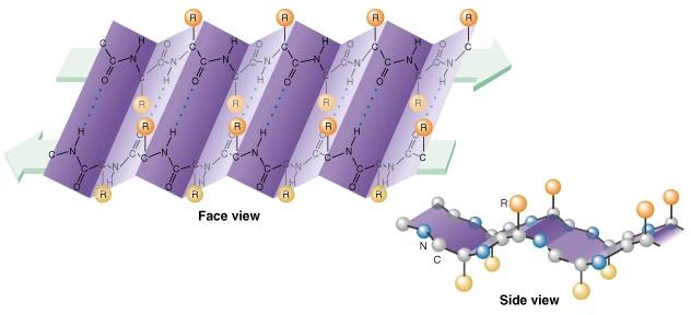 alpha-helix scaffold beta-sheet scaffold From Biochemistry and Molecular