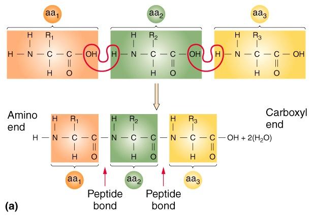 Amino acids join together through peptide bonds that