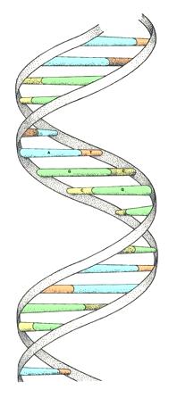 DNA stands for deoxyribose nucleic acid Genome and Genomic DNA Deoxyribonucleic acid Chromosomes Allele Genes Loci QTL Quantitative Trait Loci Gene Markers SNPs Single Nucleotide Polymorphism SNP
