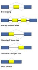 Alternative splicing and isoforms