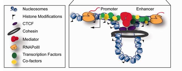 16 Histone modifications Promoters: DNA segments of TF binding sites Enhancers: transcriptional activation/deactivation of target genes