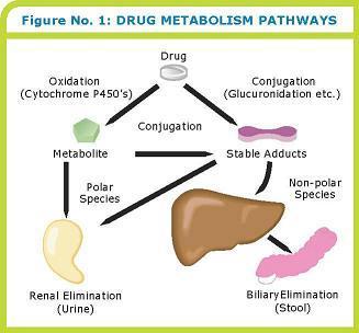 elimination - The liver is the main metabolizing organ - Cytochrome P450 (CYP450) enzymes in the liver metabolize drugs via: => Phase