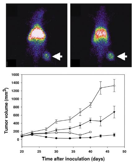 Drug targeting to tumors using liposomes Drug targeting to tumors using liposomes Efficient EPR-mediated passive drug targeting and tumor growth inhibition in rats and mice 2 5.