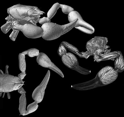 4. 5 Results Volume reconstruction of a book scorpion prosoma (outer view and inner view to visualize