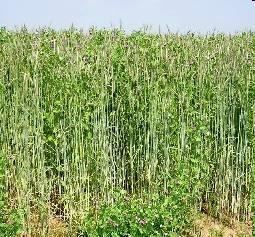Chances for winter forms of grain legumes Advantages in yield at sites with dry summers (climate
